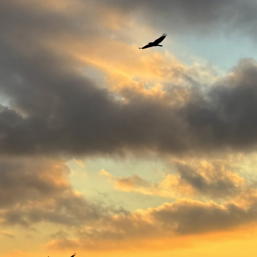 Freedom