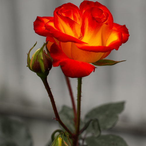Photo #14002534