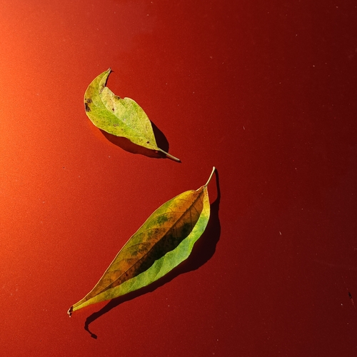 Photo #14003553