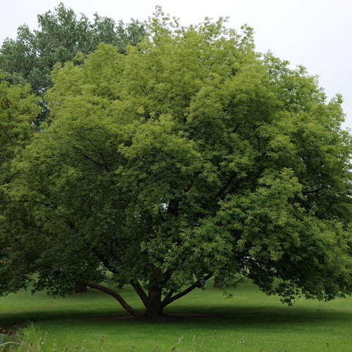 Photo #14003712