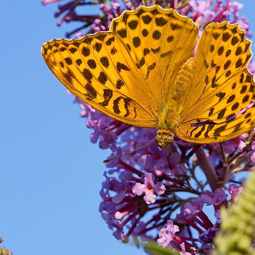Photo #14004846
