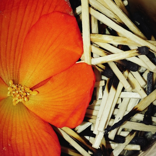 Photo #14005258