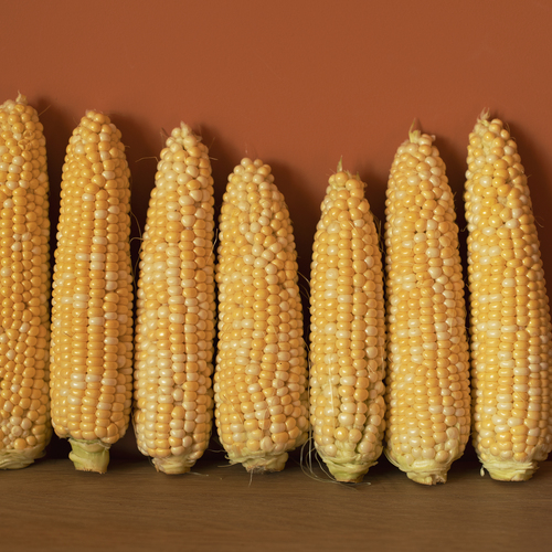 Photo #14005303