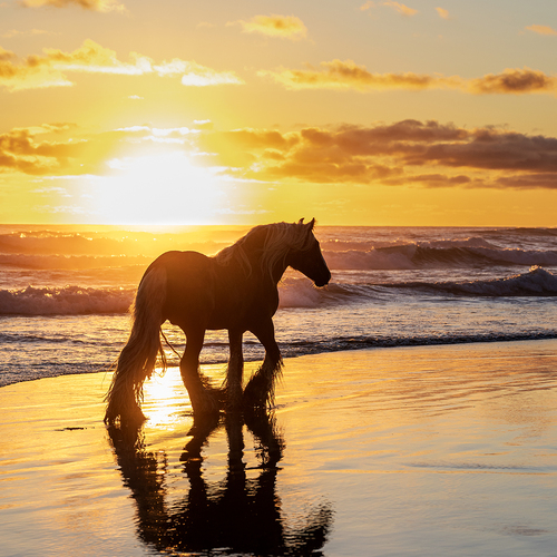 Sunset walk