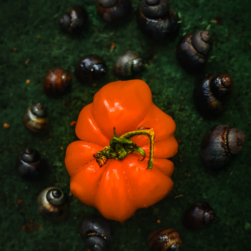 Autumn Keepers