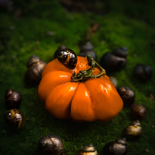 The Autumn Wanderer