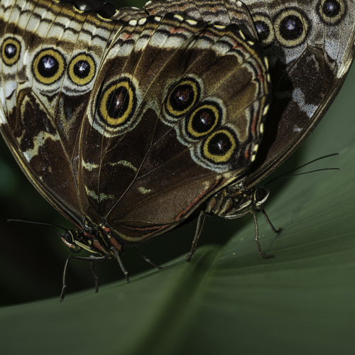 Morpho Duo