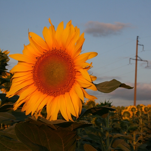 Photo #14008500