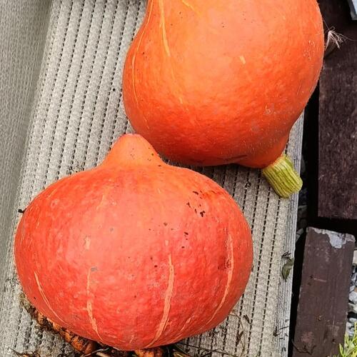 Photo #14008558