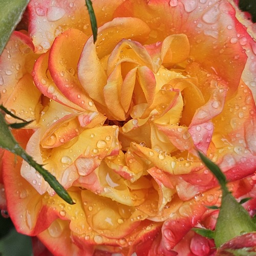 Photo #14008587