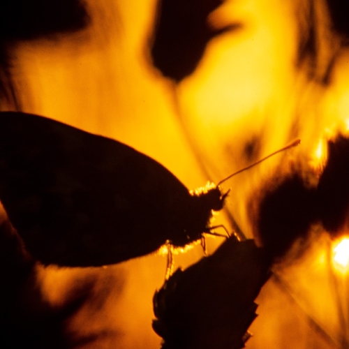 Photo #14008666