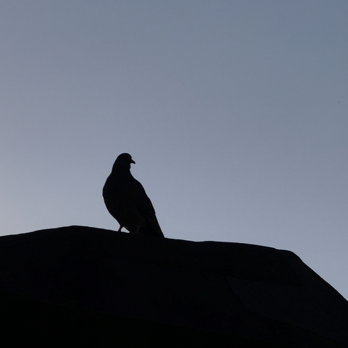 Photo #14009080