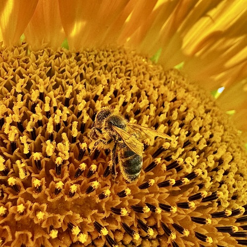 Photo #14009412