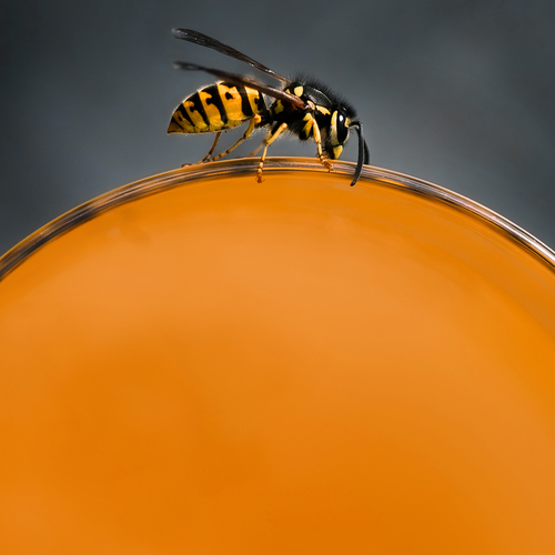Orange Horizon
