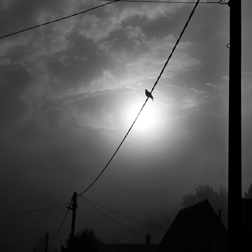 Photo #14010092