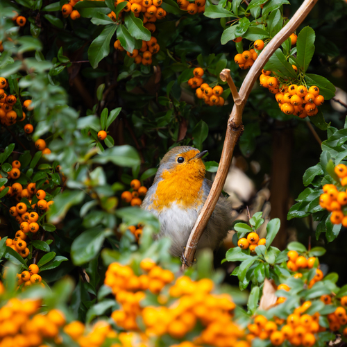 Hide in plain sight