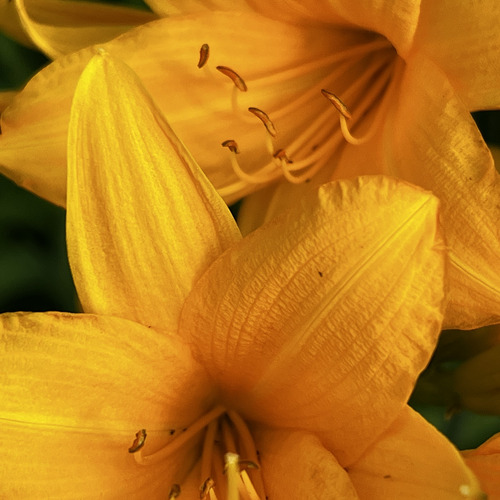 Photo #14010784