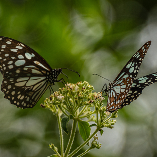 Butterflies