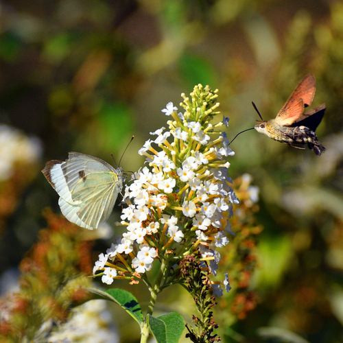 Photo #14011431