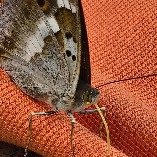 Photo #14012486