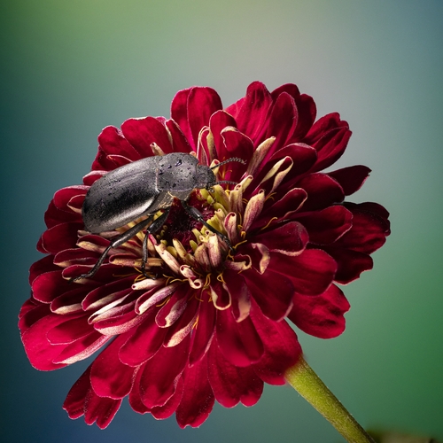 Flower and beetle
