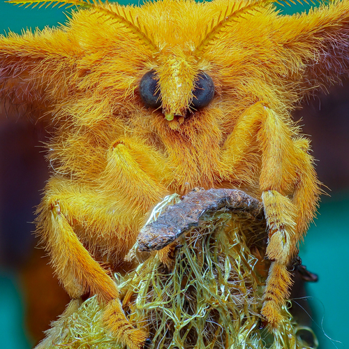 Tussock moth