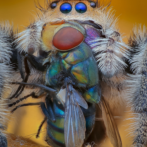 a spider eats flies