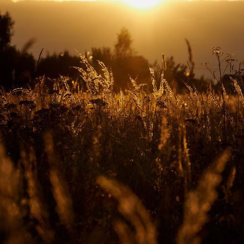 Photo #14013316