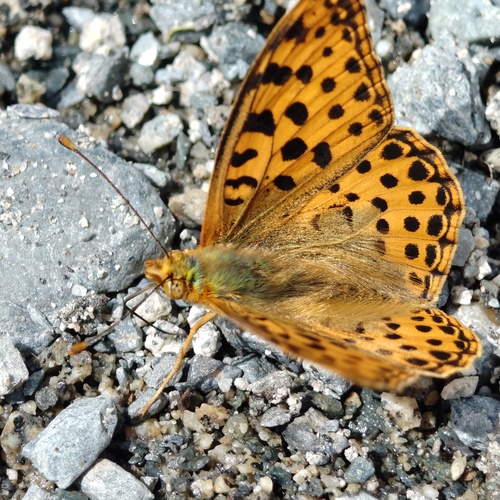 Photo #14013471