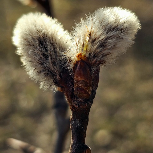 Photo #14014285