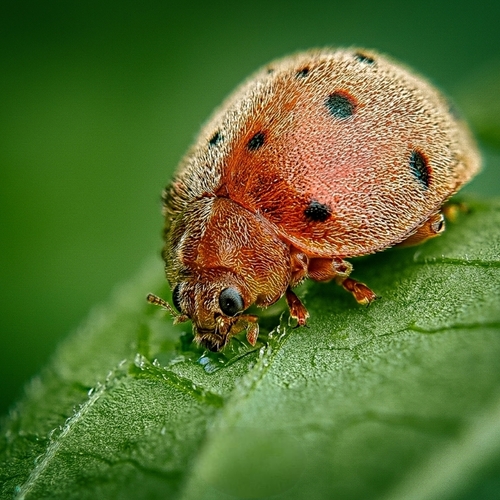 MOBILE MACRO WITH EXTERNAL MACRO LENS