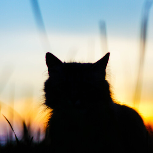 Photo #14014418