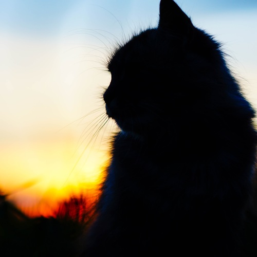Photo #14014425