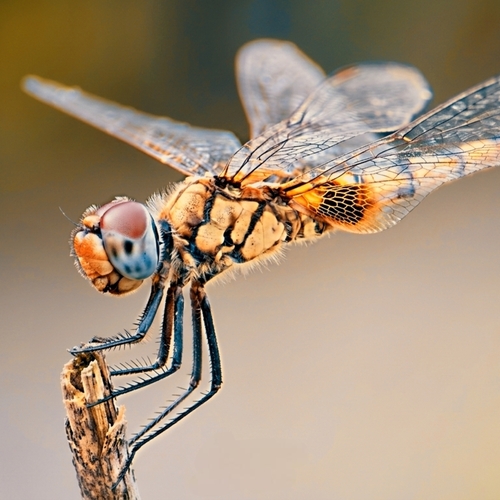 MOBILE MACRO WITH EXTERNAL MACRO LENS