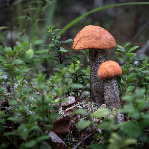 Photo #14014494