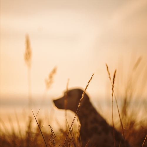 Photo #14015580