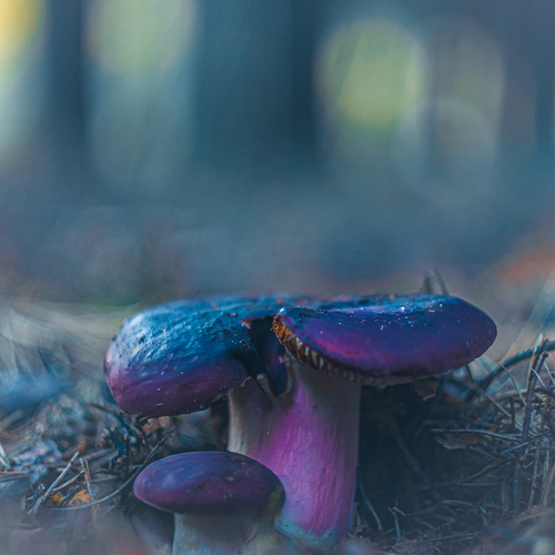 Pareja de hongos en un bosque de Teruel