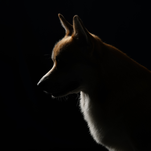 Photo #14016620