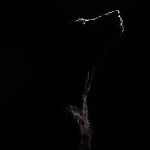 Photo #14016643