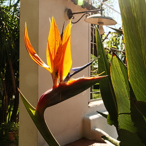 Sfumature di Arancio naturali
