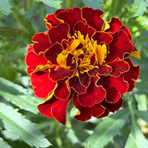 Бархатное пламя / Velvet Flame