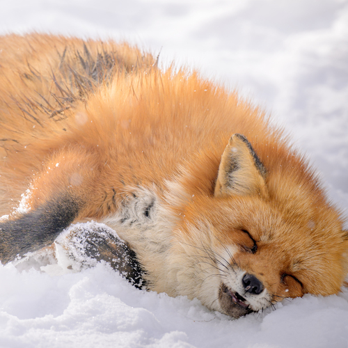 Photo #14018252