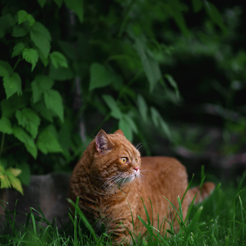 Photo #14018477