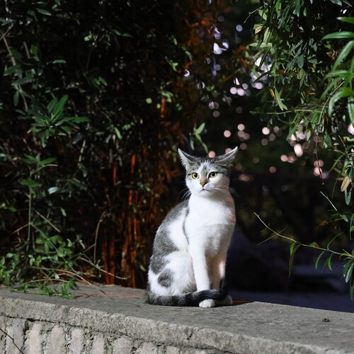 Photo #14018720