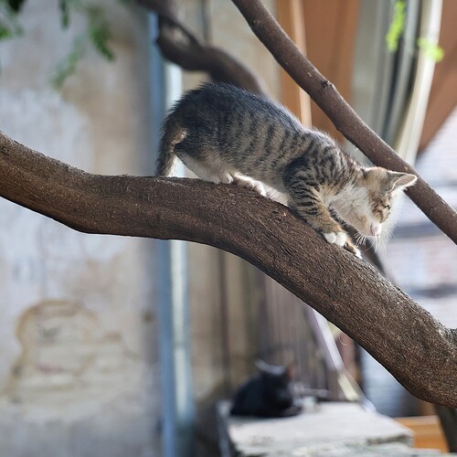 Photo #14018732