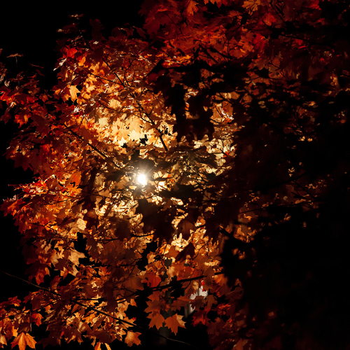 Photo #14018762