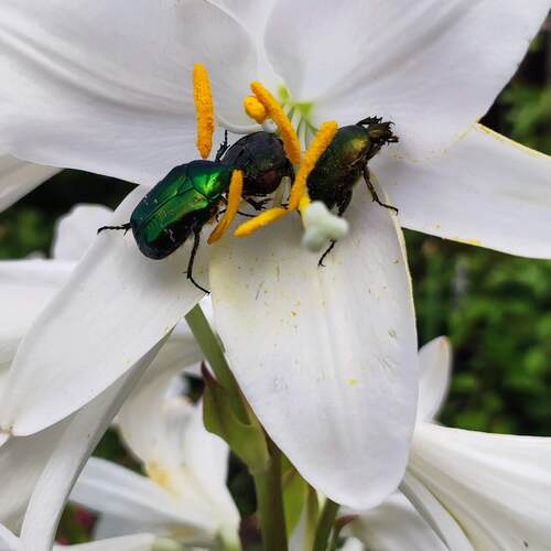 Photo #14019436