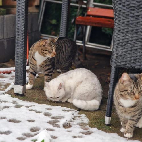 Photo #14021072