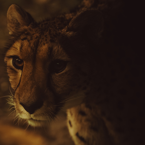 Stare From The Darkness