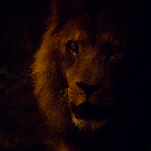 Photo #14021539